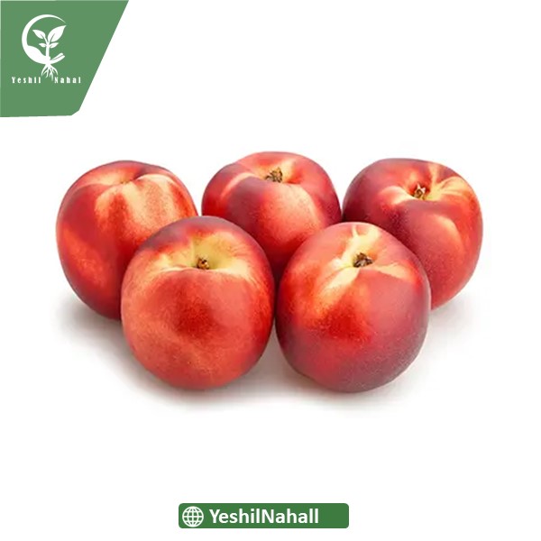 نهال شلیل کیوتا { کیوتو }|نهال پایه رویشی شلیل